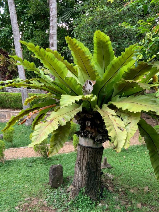 Lali Villa & Fruit Garden Galle Dış mekan fotoğraf