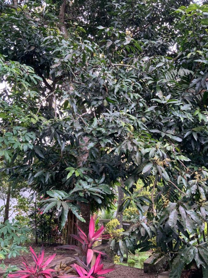 Lali Villa & Fruit Garden Galle Dış mekan fotoğraf