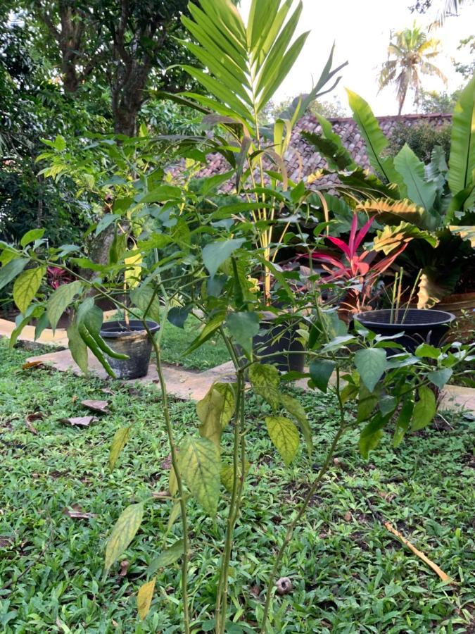 Lali Villa & Fruit Garden Galle Dış mekan fotoğraf
