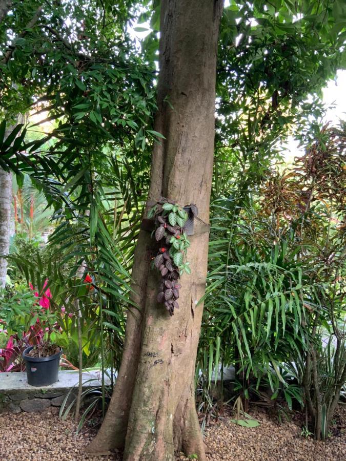 Lali Villa & Fruit Garden Galle Dış mekan fotoğraf